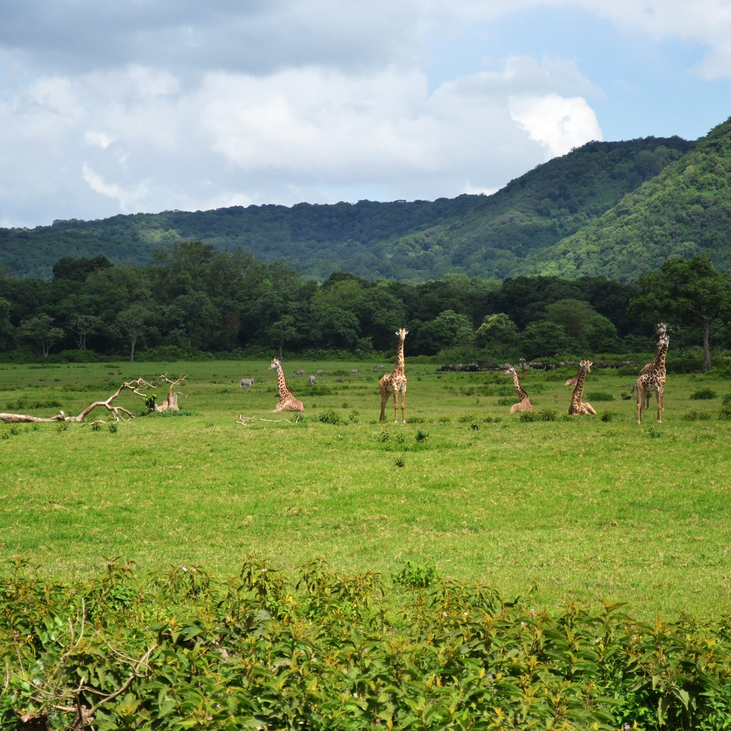 January 12th 2024: Arusha Safari Trip